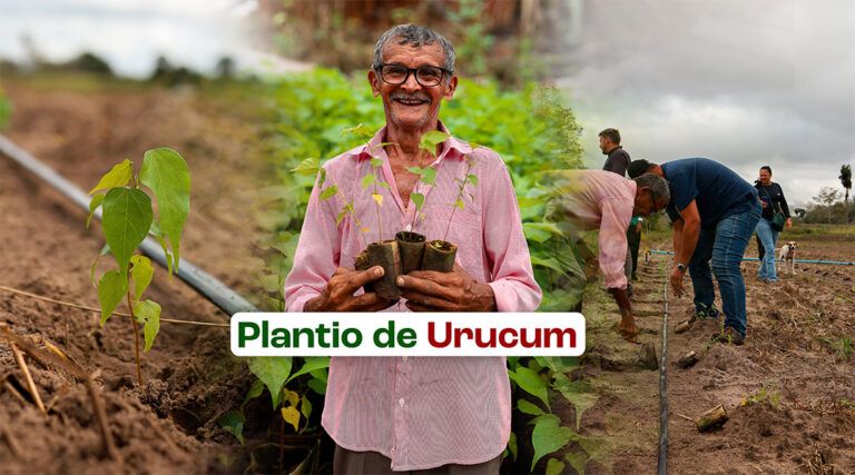 Início da plantação de urucum em Nova Olinda promete impulsionar a agricultura familiar
